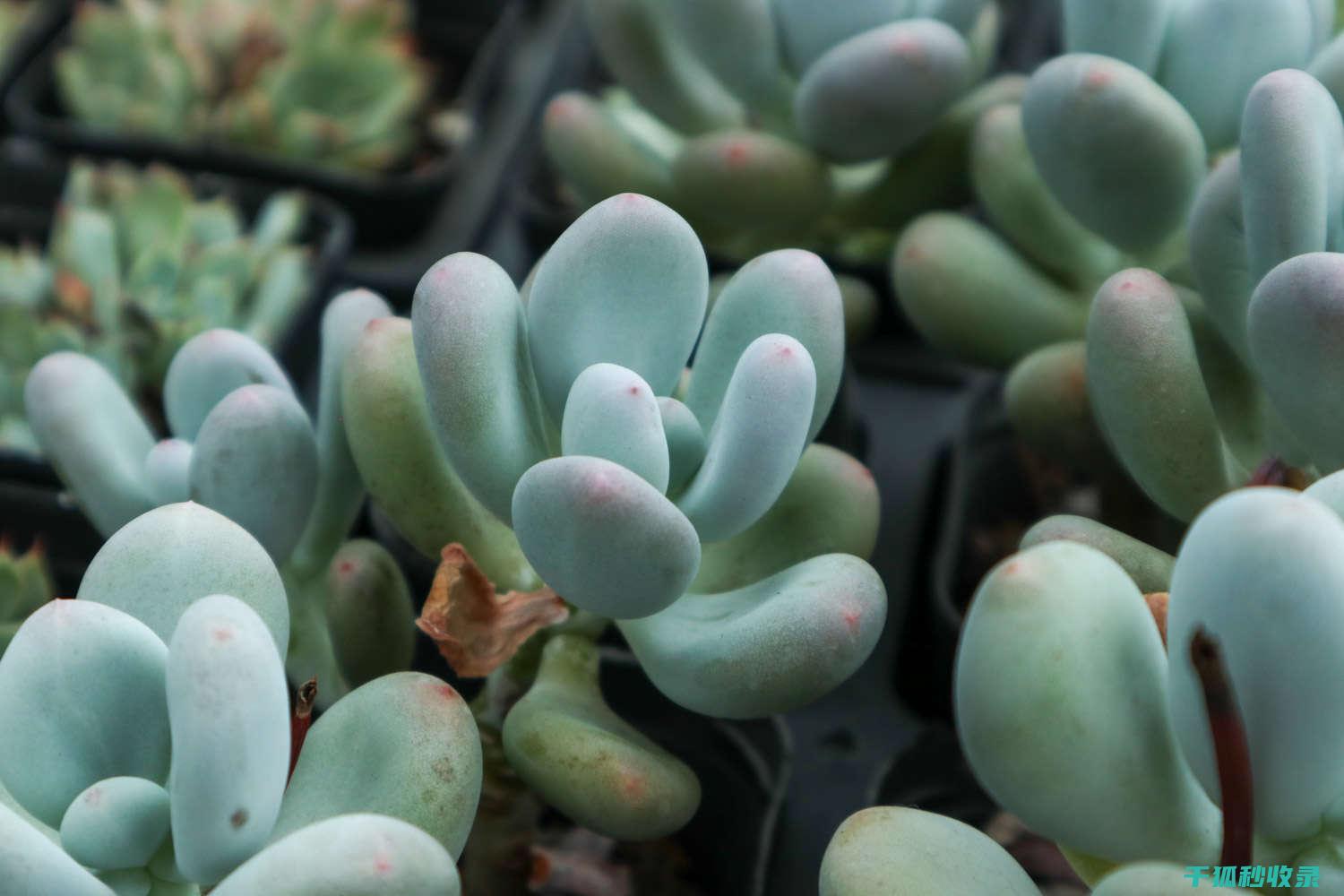 多肉植物养护技巧：如何控制温度 (多肉植物养护技巧)