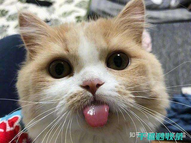 如何识别猫咪品种