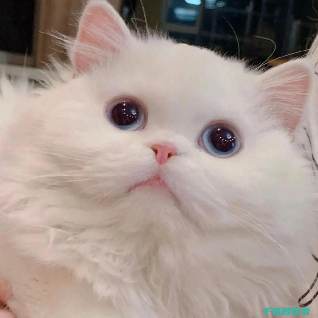 猫咪应激反应：如何通过改变睡眠环境改善心情 (猫咪应激反应怎么缓解)