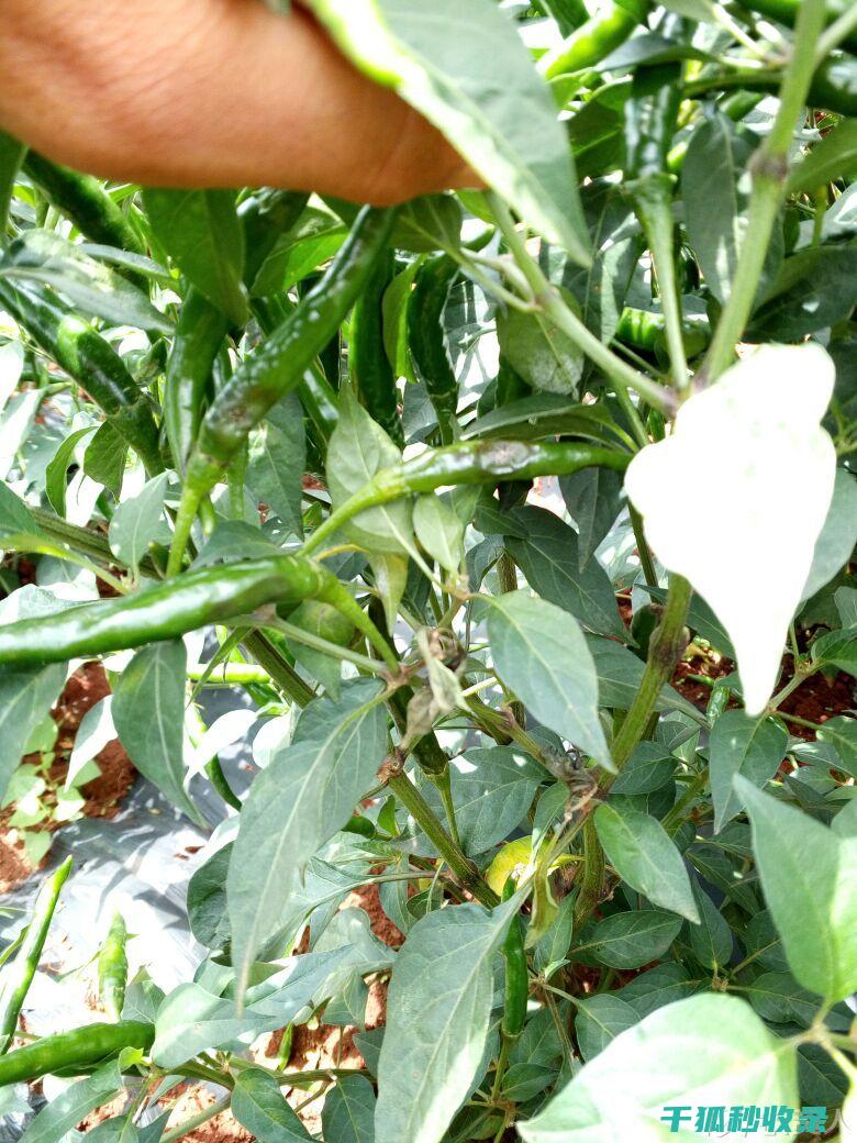 植物病虫害防治：如何选择合适的农药 (植物病虫害防治考试题及答案)