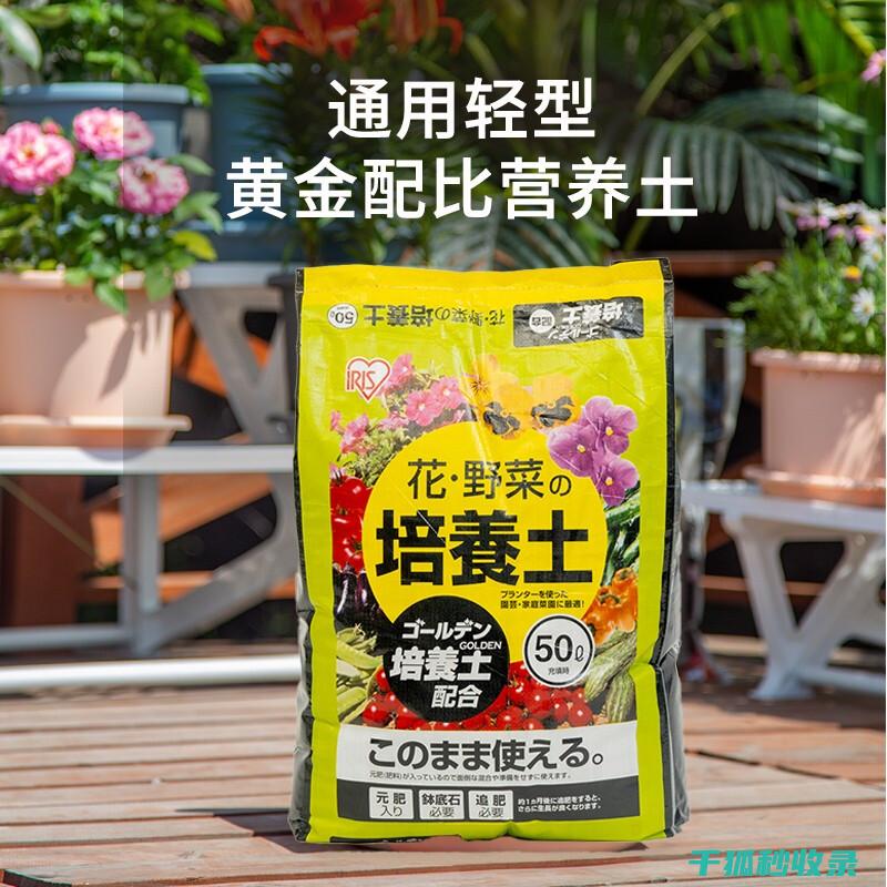 的全面指南
