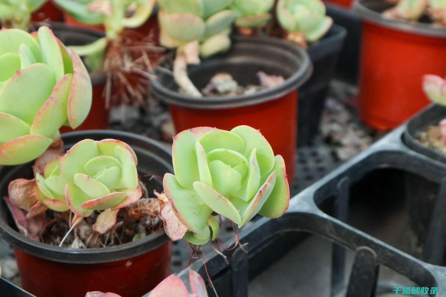多肉植物养护 (多肉植物养护方法)