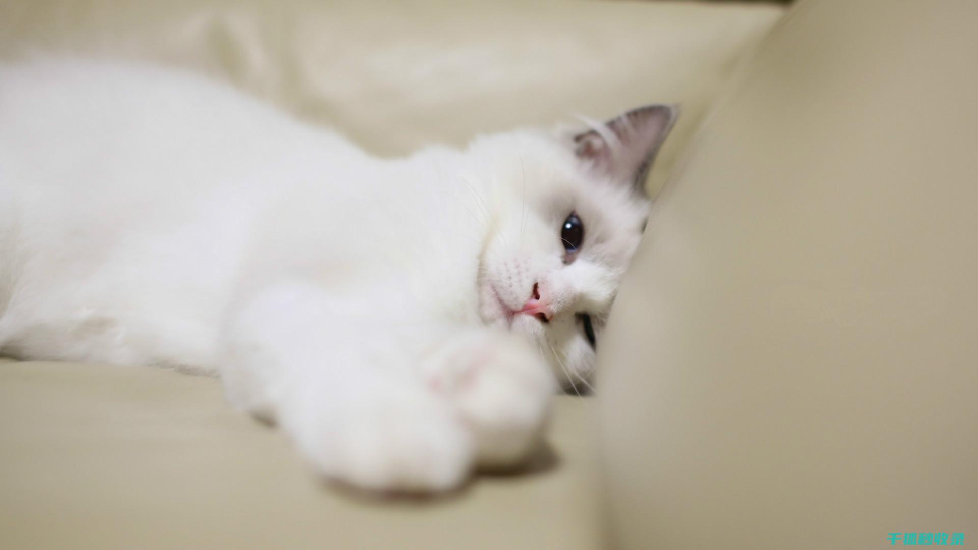 猫砂除臭新观念：从被动接受到主动管理的转变</ (猫砂除臭效果)